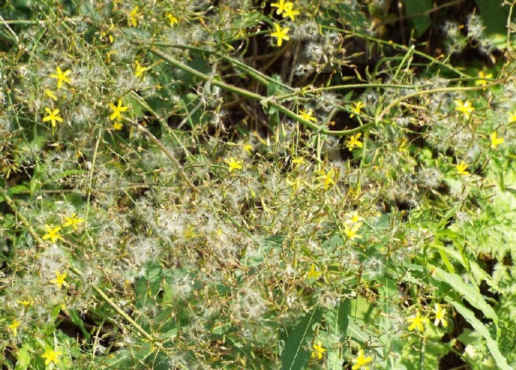 Mycelis muralis (=Lactuca muralis)